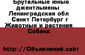 Брутальные юные джентльмены  - Ленинградская обл., Санкт-Петербург г. Животные и растения » Собаки   